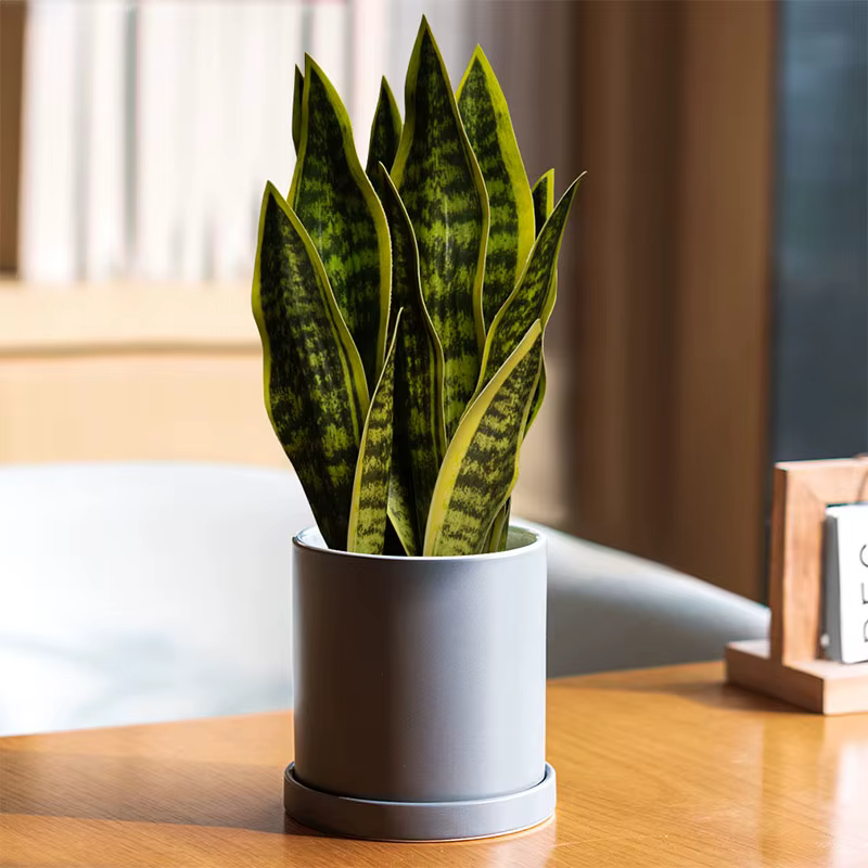 Plantes serpent artificielles Sansevieria 32/37cm