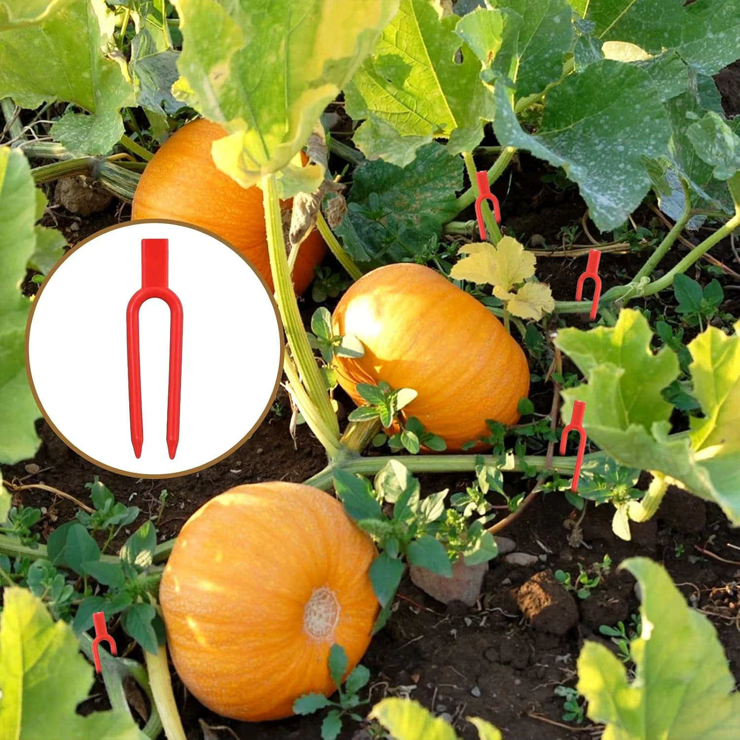 Épingles et clips de jardinage en plastique pour plantes grimpantes