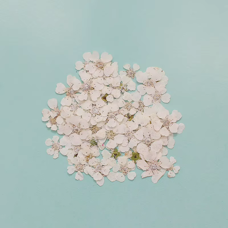 Sorbifolia séché pressé 60 pièces
