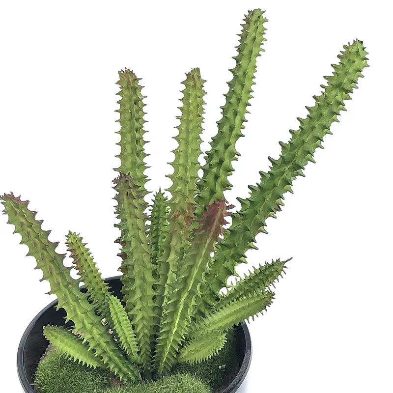Plante artificielle en plastique
