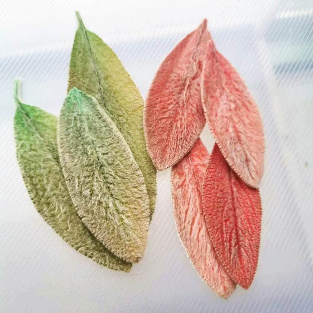 Feuilles de Lanata préservées