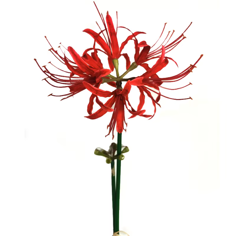 Fleur artificielle Lycoris RadiMiGarden pour la décoration intérieure