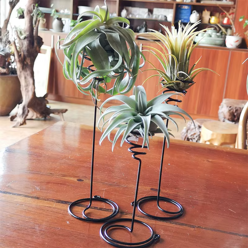 Support de plantes à Air 3 tailles