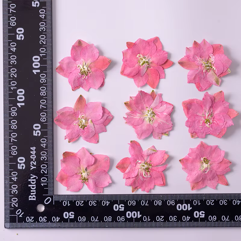 PMurcia-Fleurs de Gaura et Lindheimeri séchées