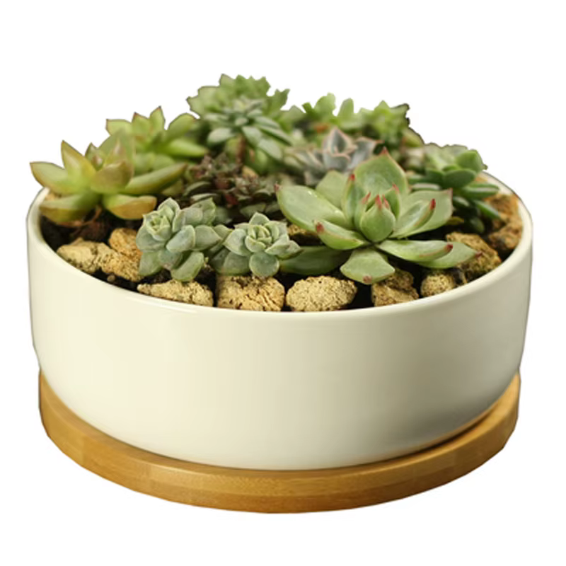Pot de plante succulente en céramique