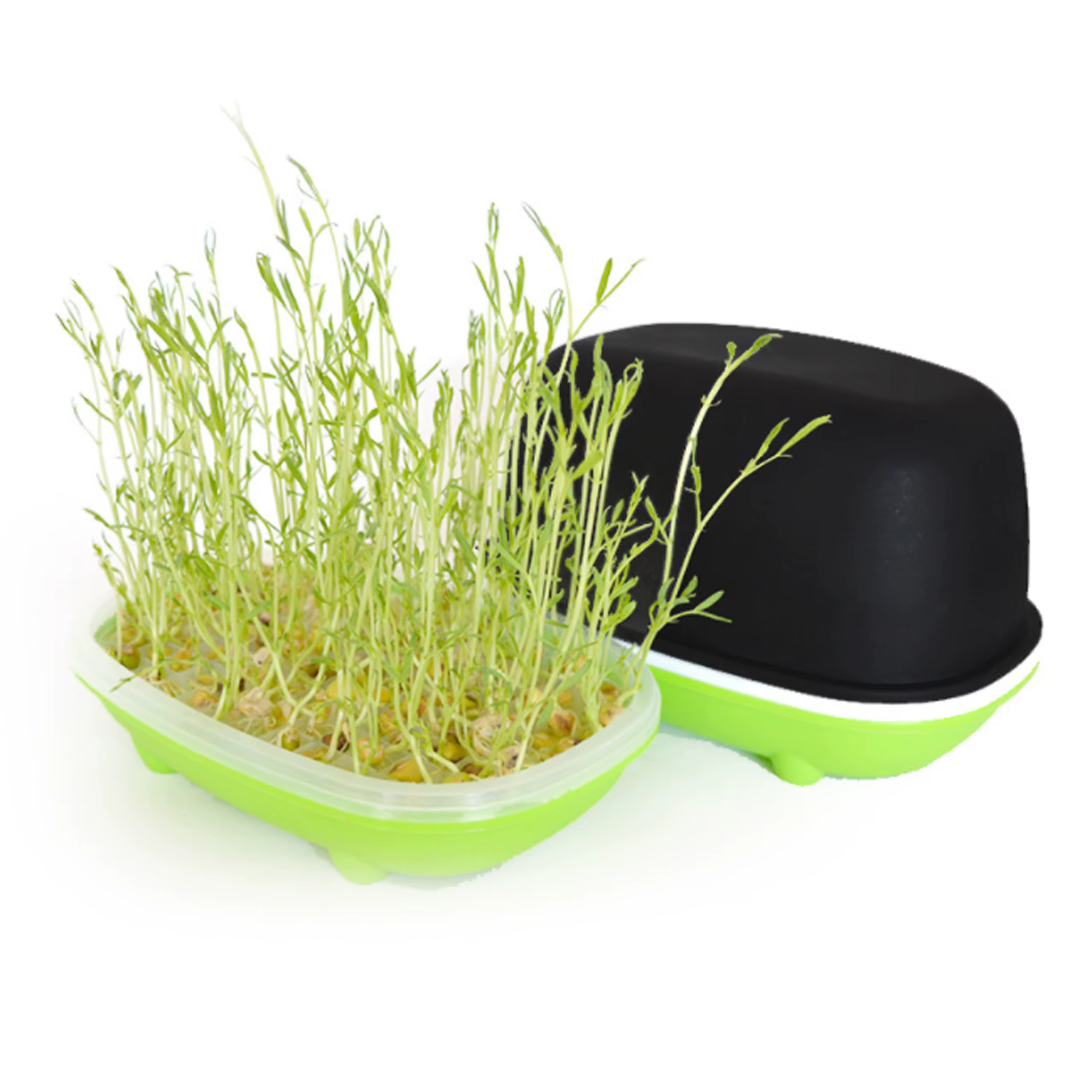 Boîte hydroponique pour germer des cacahuètes
