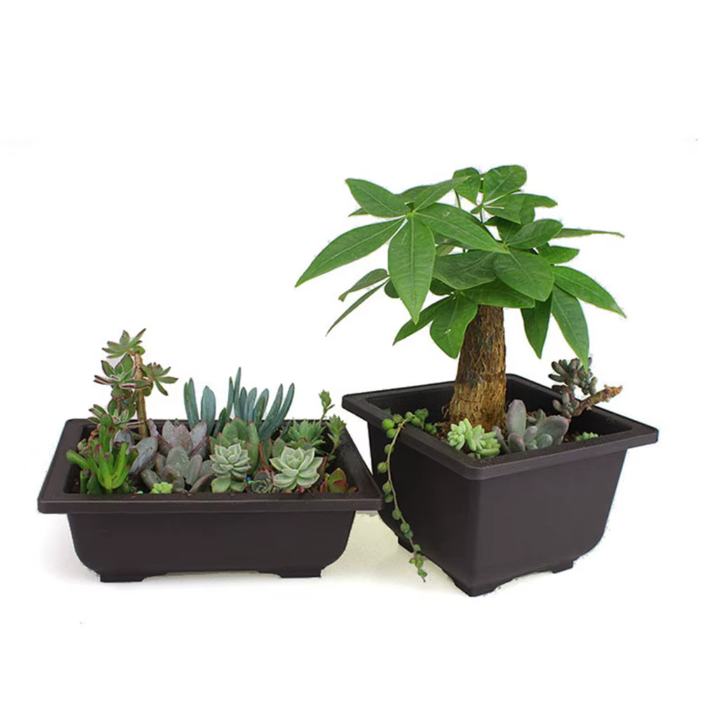 Pot de fleur en plastique pour plantes succulentes
