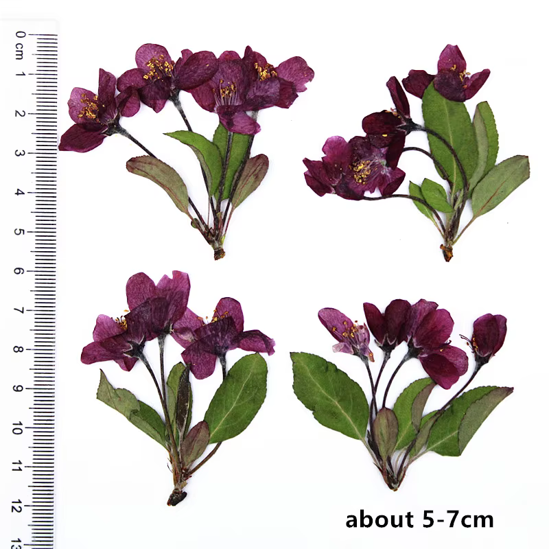 12 pièces, fleurs de bégonia pressées naturelles avec tige