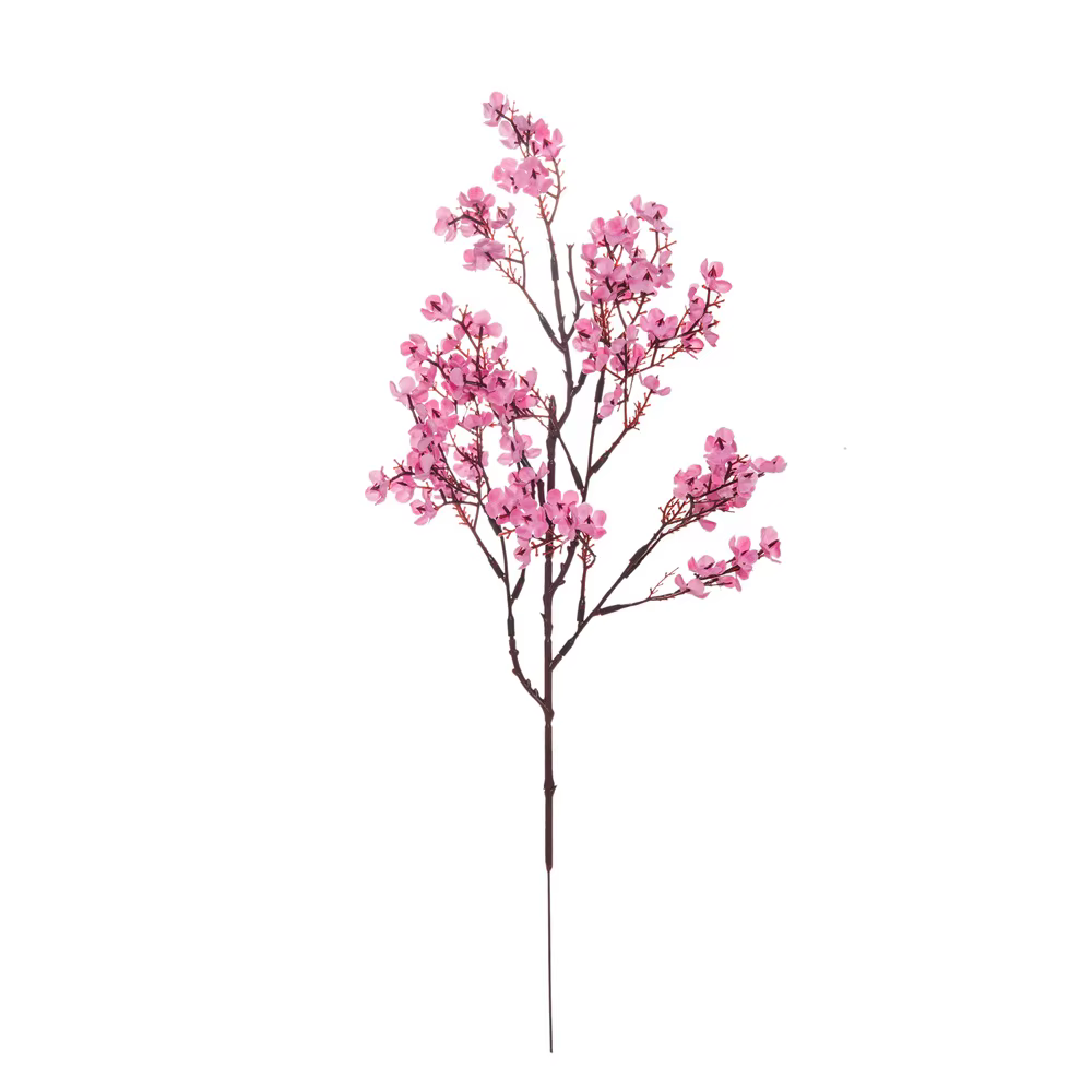 Fleurs de cerisier