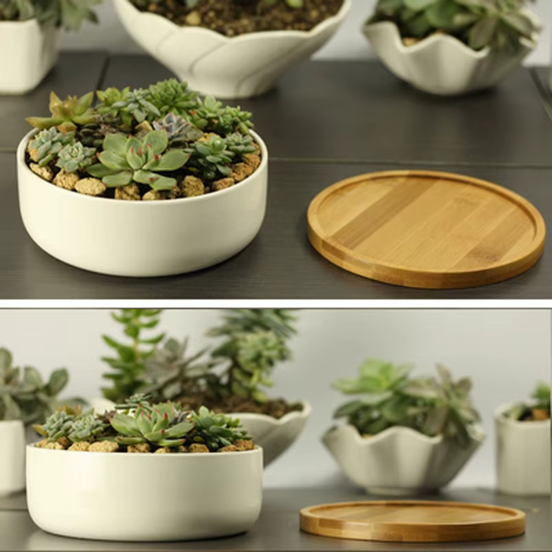 Pot de plante succulente en céramique