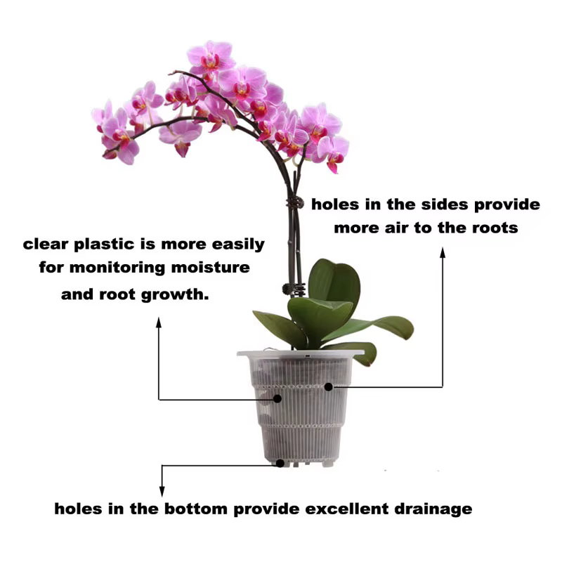 Pots d'orchidées transparents avec colonne d'air