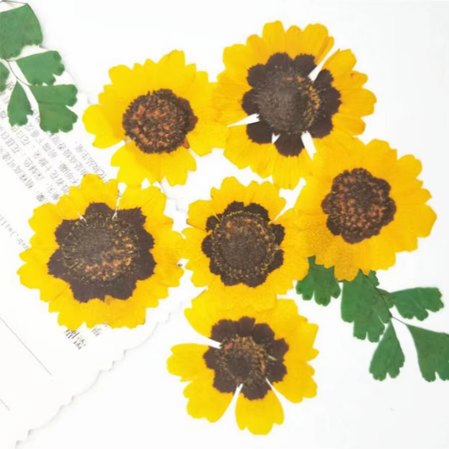 Fleurs séchées PMurcia Coreopsis Tinctoria