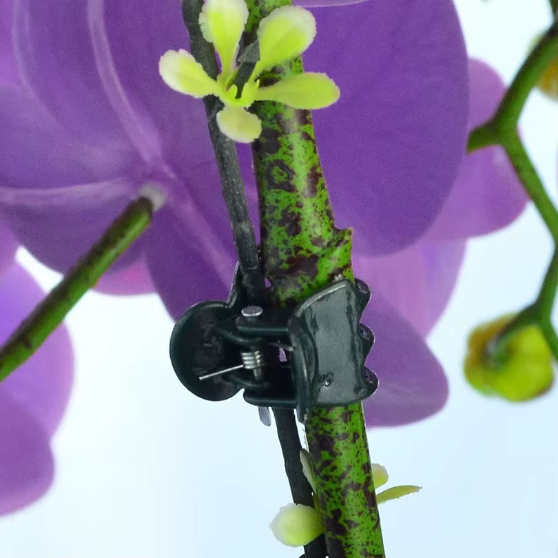 10/50/100 PIÈCES Pinces de Soutien Végétales Vert Foncé à 6 Griffes pour Orchidées