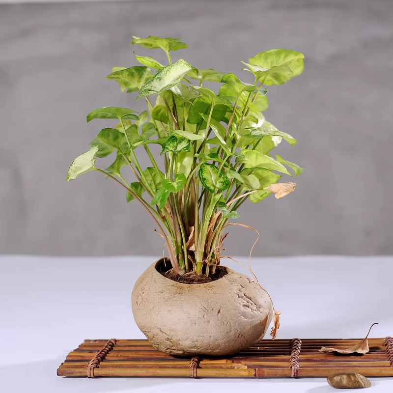 Pots de fleurs charnus en grès faits à la main
