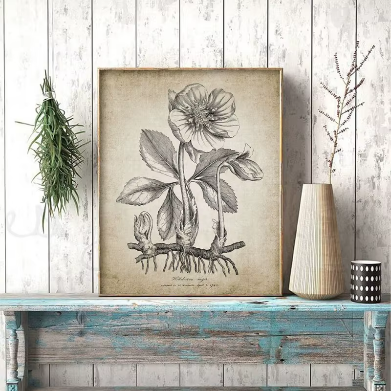 Affiches et imprimés botaniques antiques