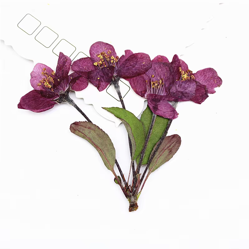 12 pièces, fleurs de bégonia pressées naturelles avec tige
