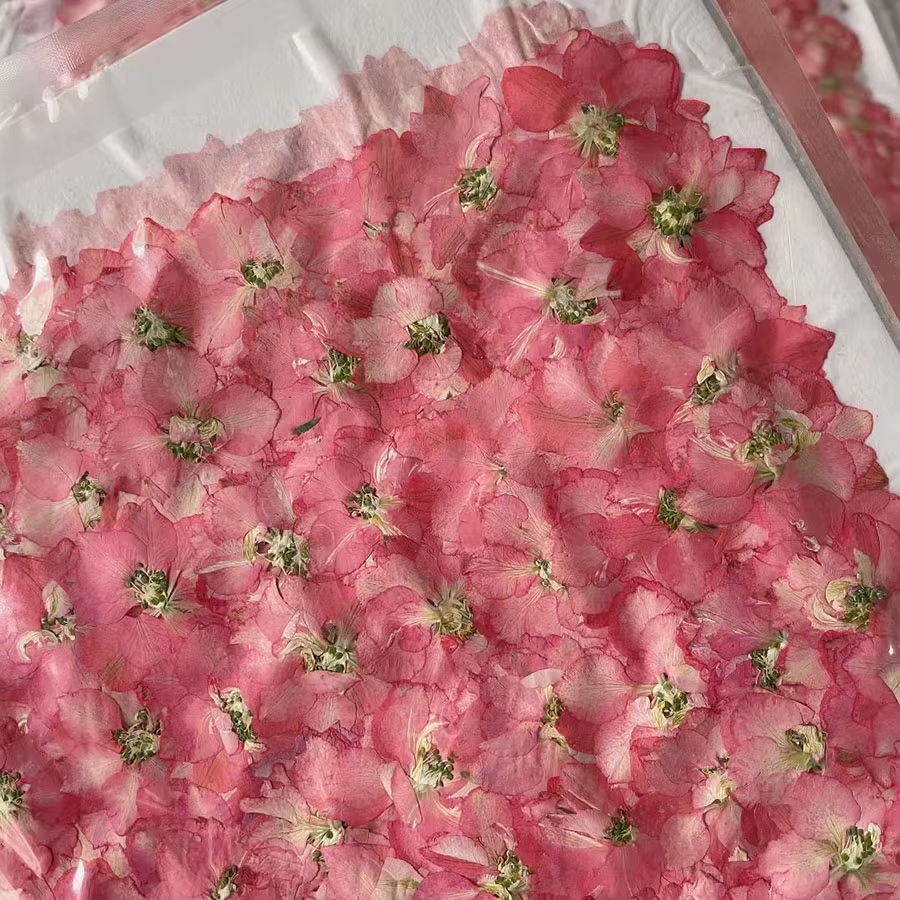 250 pièces pressé séché naturel rose Consolida Ajacis fleurs plantes herbier pour bijoux coque de téléphone signet carte postale artisanat bricolage