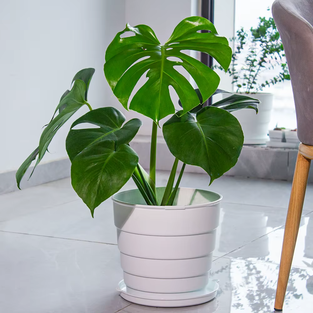 Meshpot de fleurs en plastique