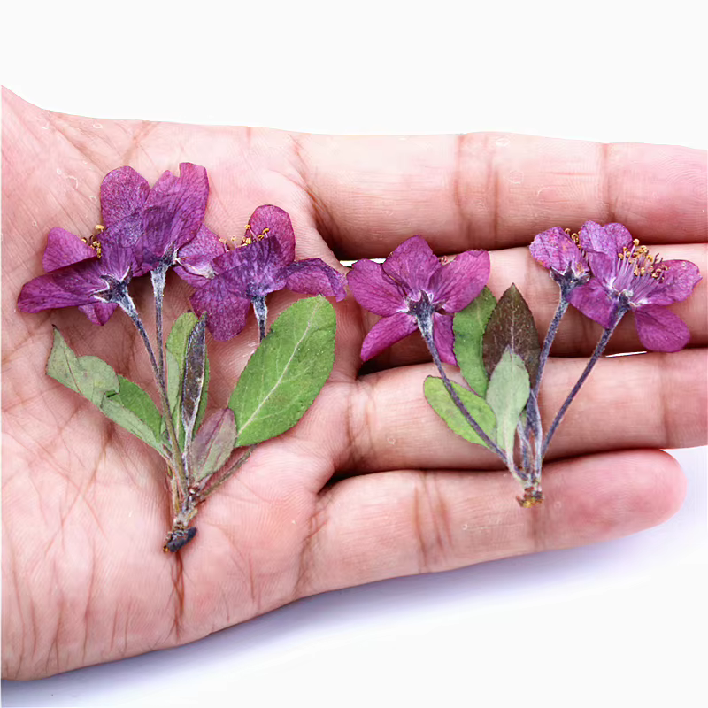 12 pièces, fleurs de bégonia pressées naturelles avec tige