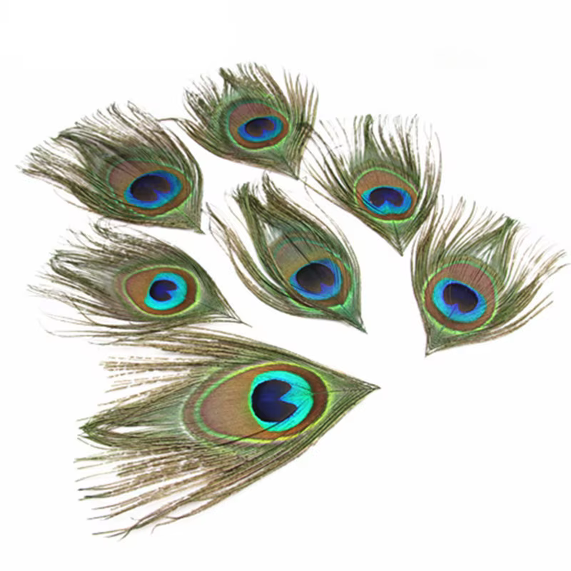 Plumes de paon naturelles