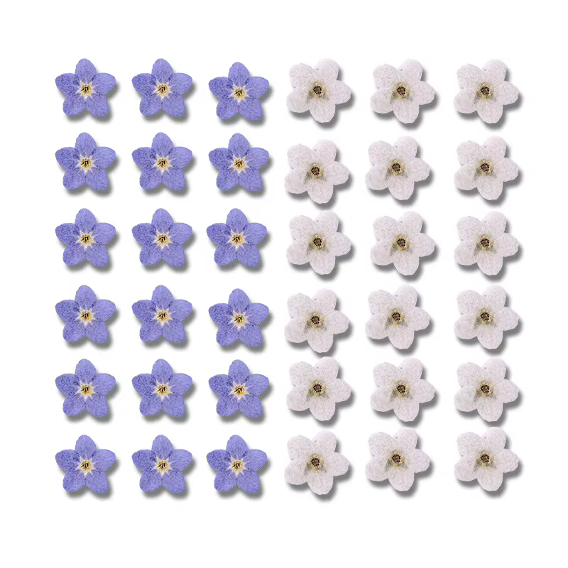 Myosotis sylvatica bleu pressé et séché
