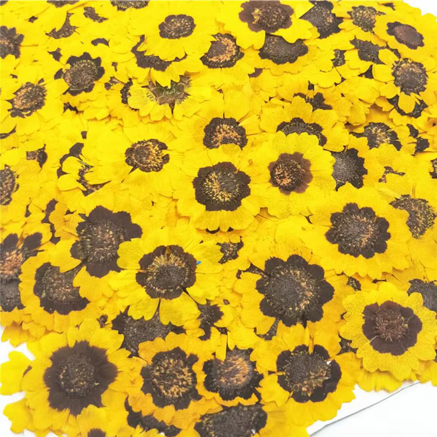 Fleurs séchées PMurcia Coreopsis Tinctoria