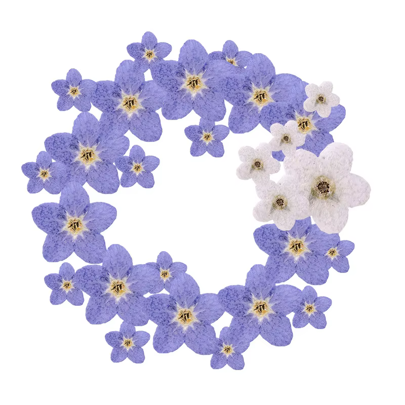 Myosotis sylvatica bleu pressé et séché