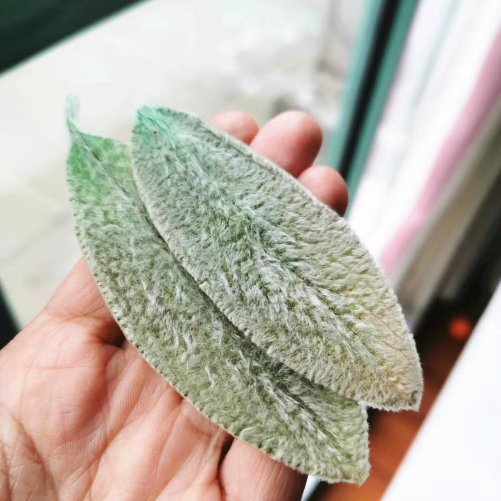 Feuilles de Lanata préservées
