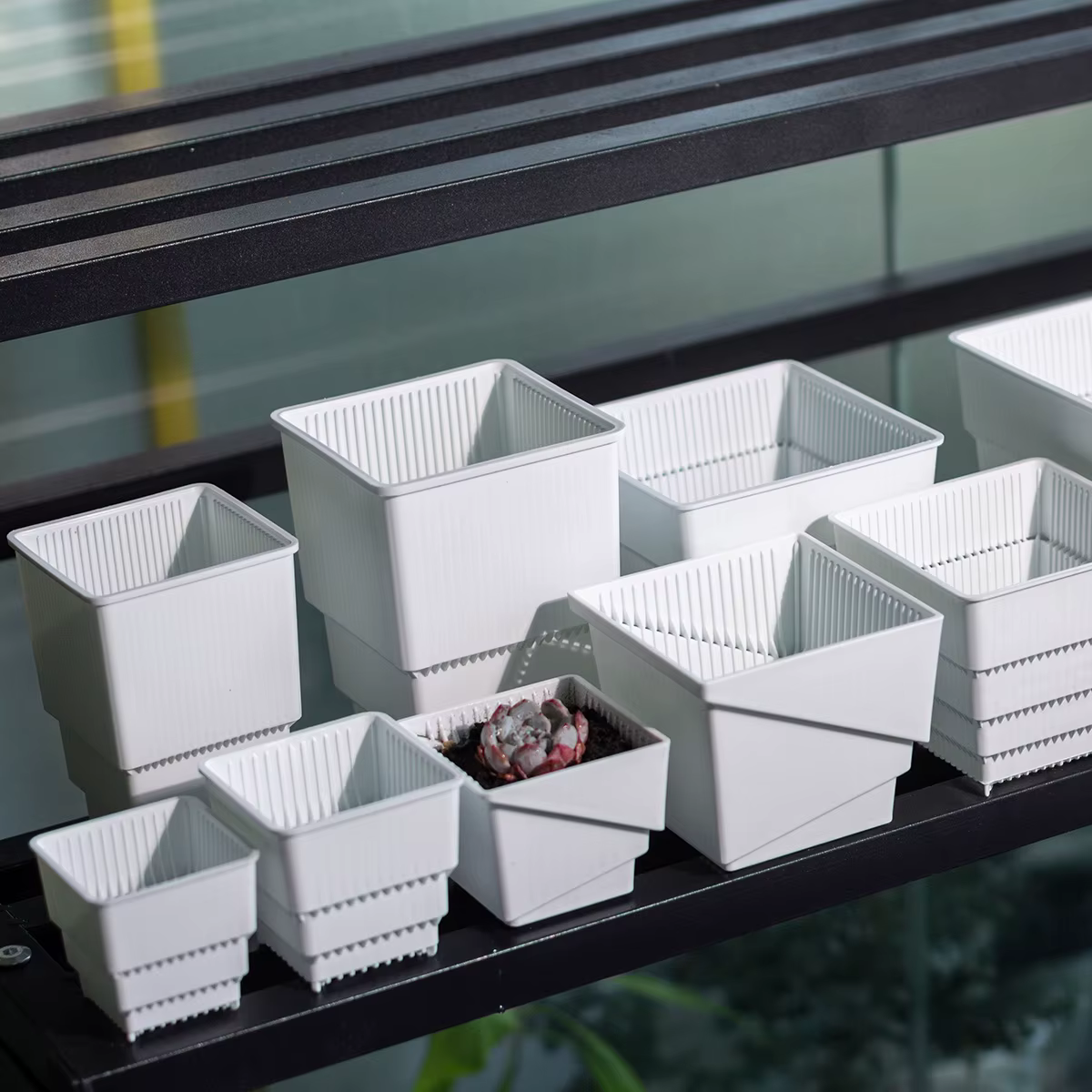 Pot de fleurs succulentes en plastique