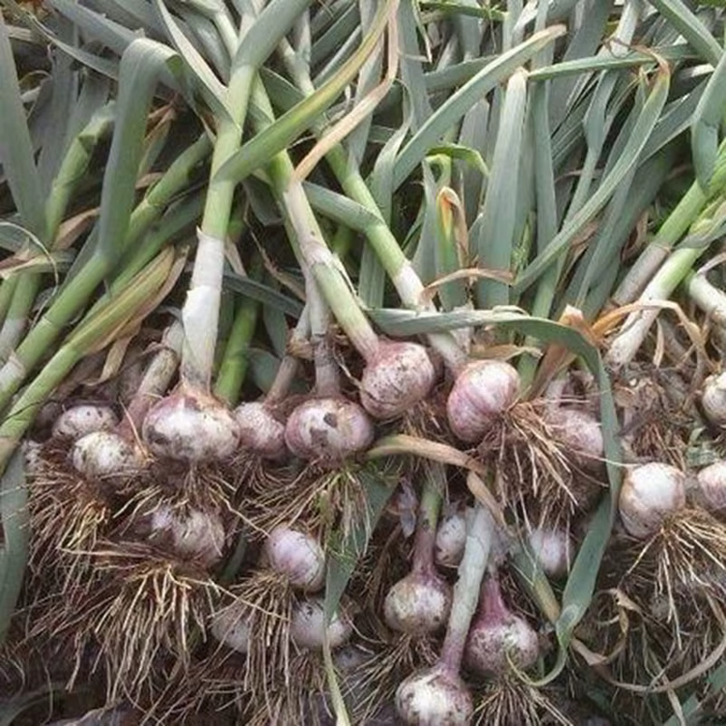 Tige d'ail et légumes, favorise l'allongation