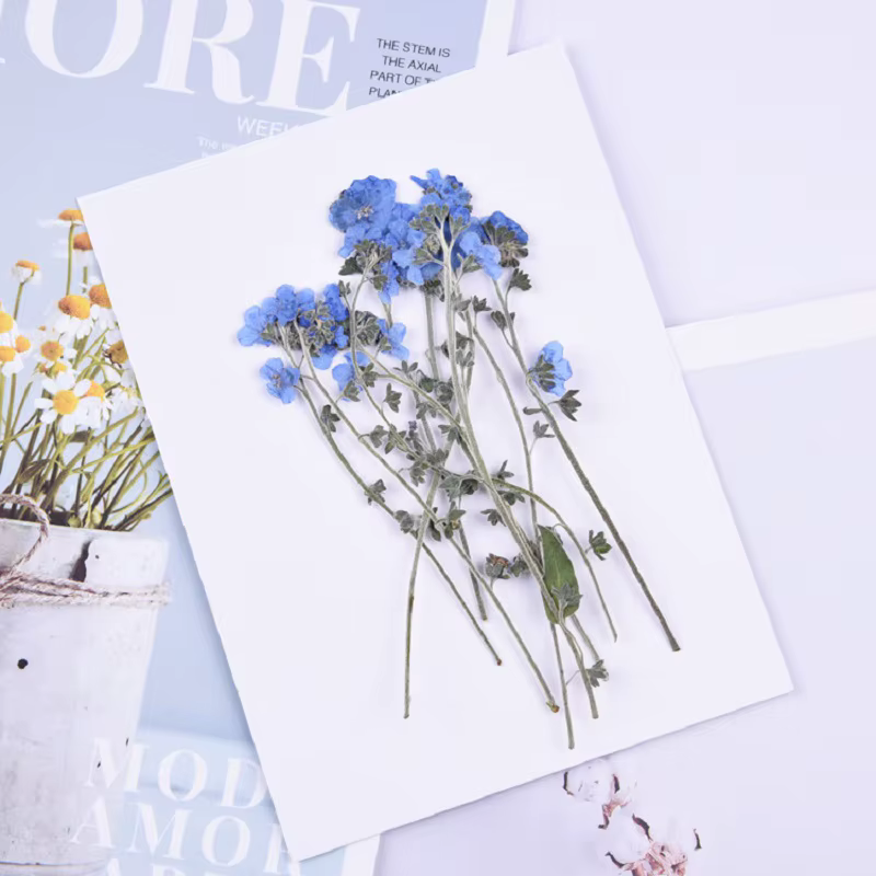 1 ensemble de fleurs de myosotis pressées