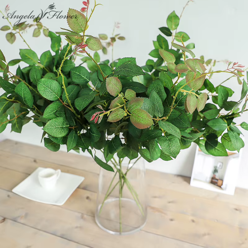 Plantes vertes pour décoration