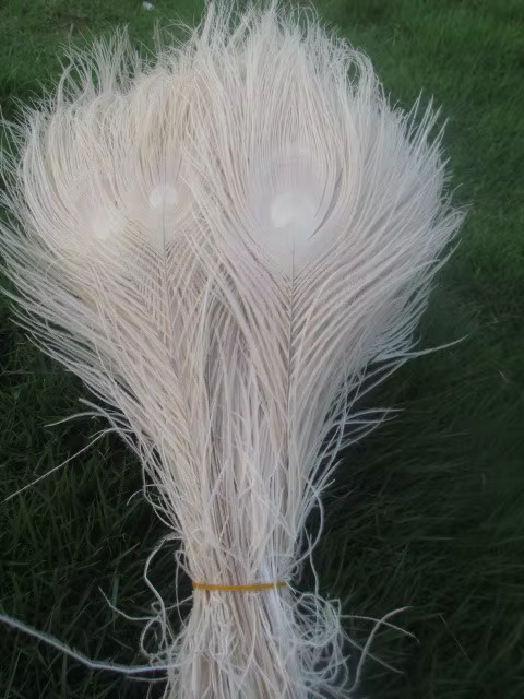 Vente en gros! Belles plumes d'oeil de paon blanc