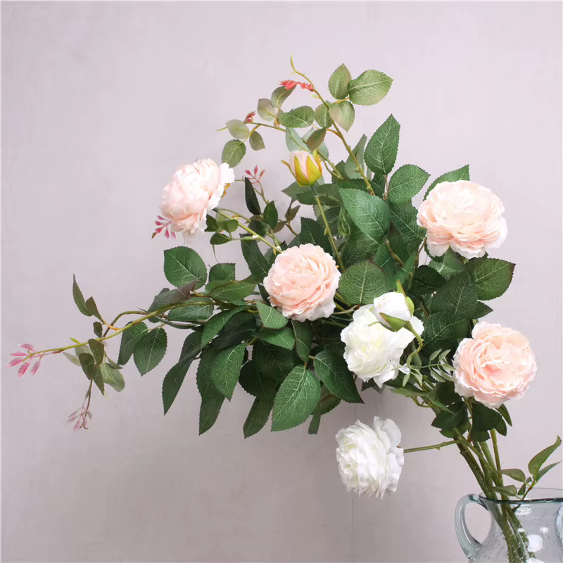 Plantes vertes pour décoration
