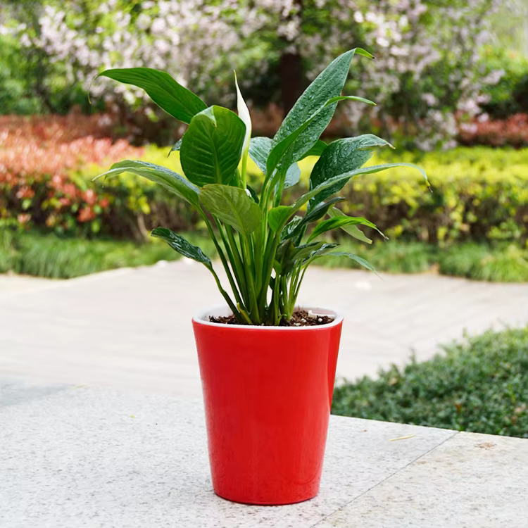 Pot de plantes à fleurs à arrosage automatique