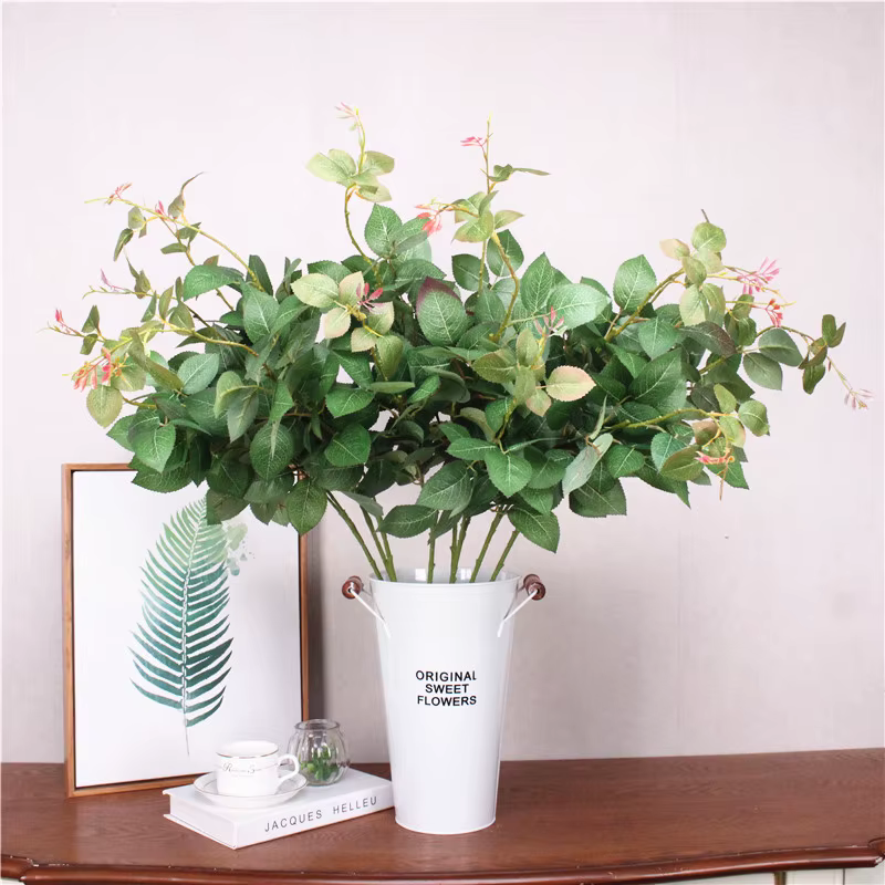 Plantes vertes pour décoration