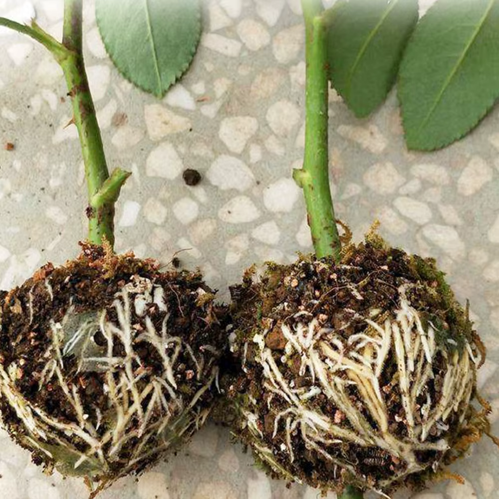 Ro18ème Boule Réutilisable pour Plantes Fruitières