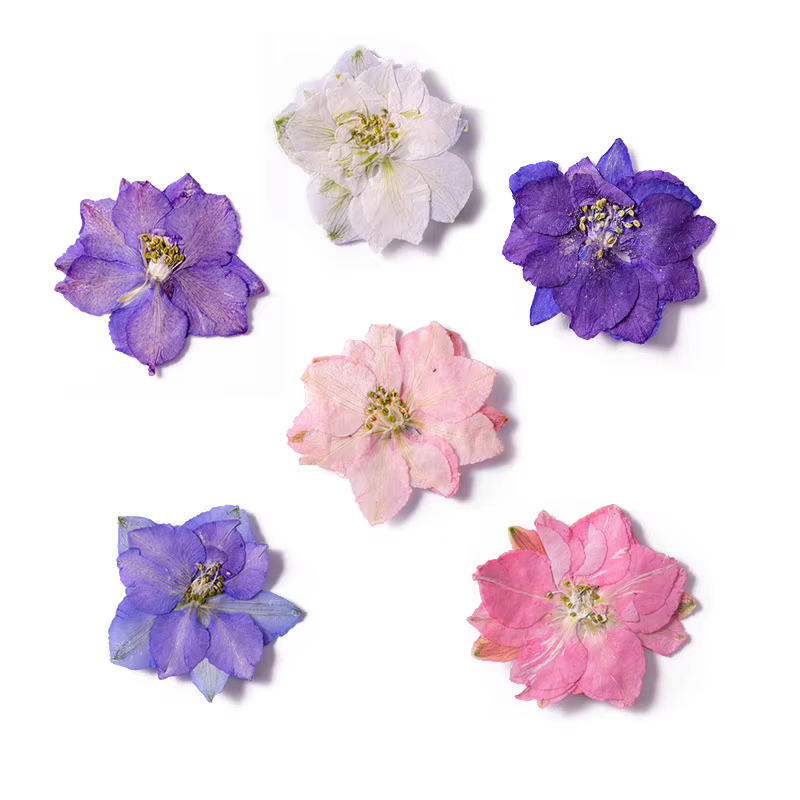 PMurcia-Fleurs de Gaura et Lindheimeri séchées