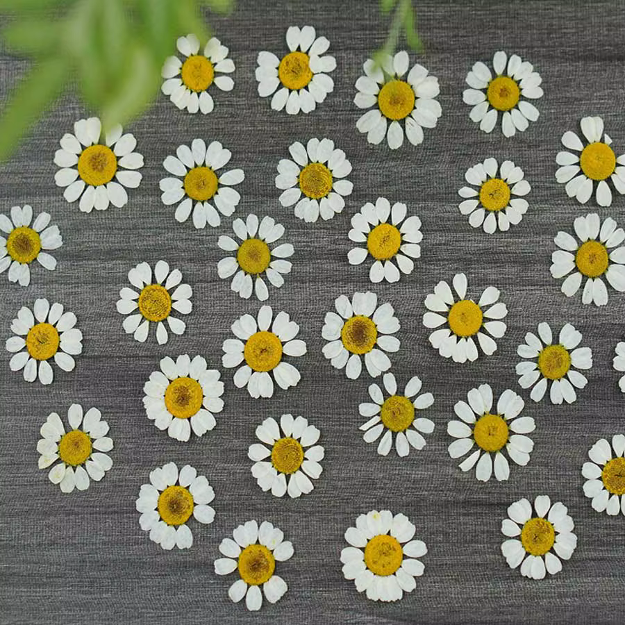 60 pièces séchées pressées Matricaria Recutita fleur plante herbier pour bijoux signet coque de téléphone Scrapbook carte postale bricolage
