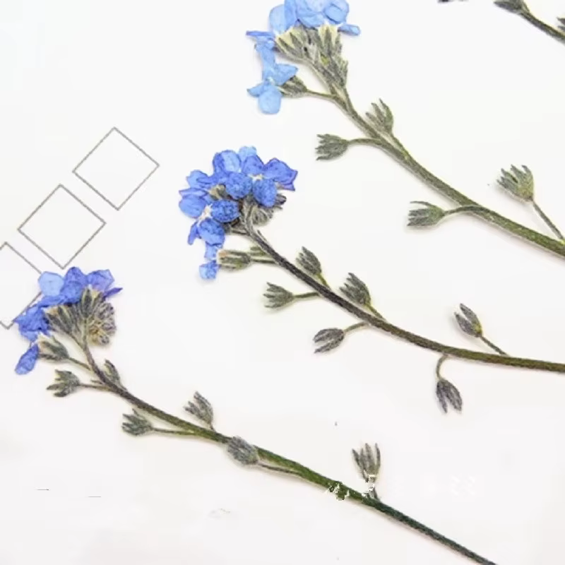 1 ensemble de fleurs de myosotis pressées