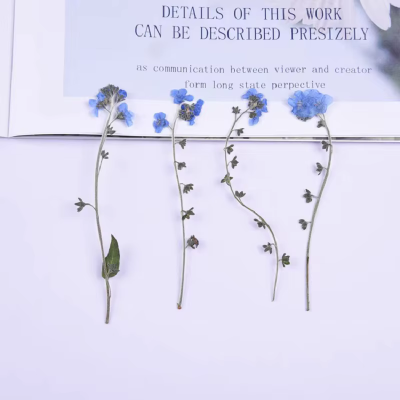 1 ensemble de fleurs de myosotis pressées