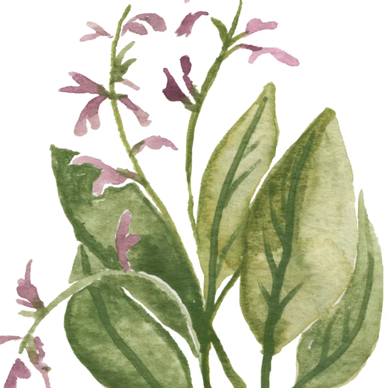 Affiches murales sur toile de Collection d'herbes