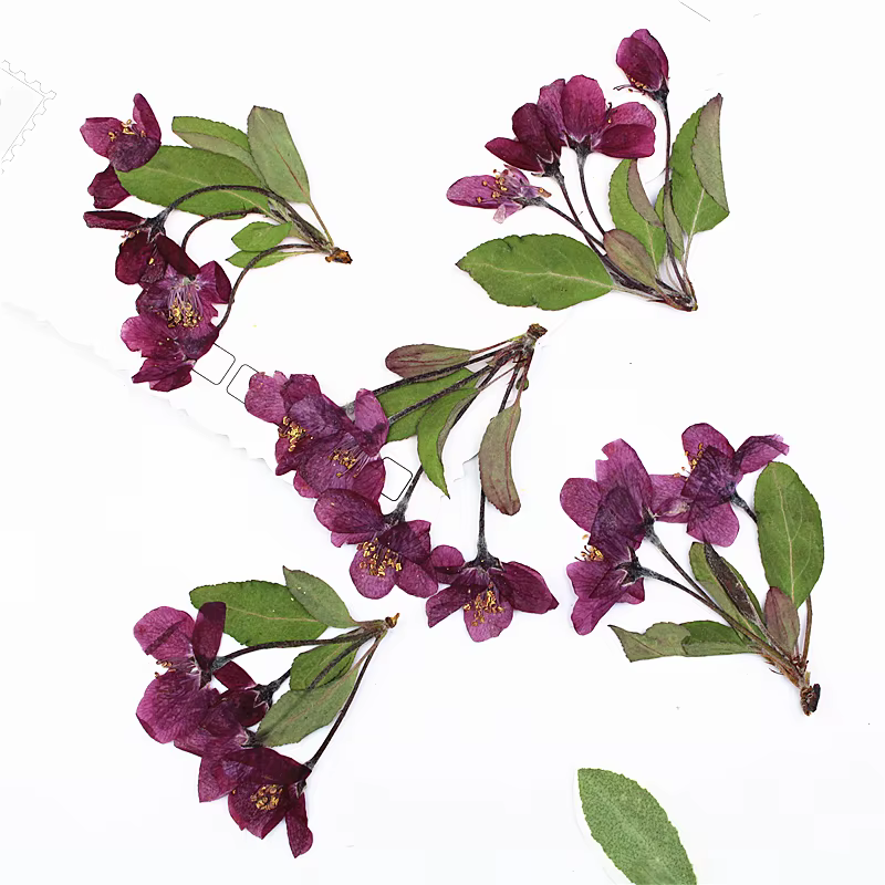 12 pièces, fleurs de bégonia pressées naturelles avec tige