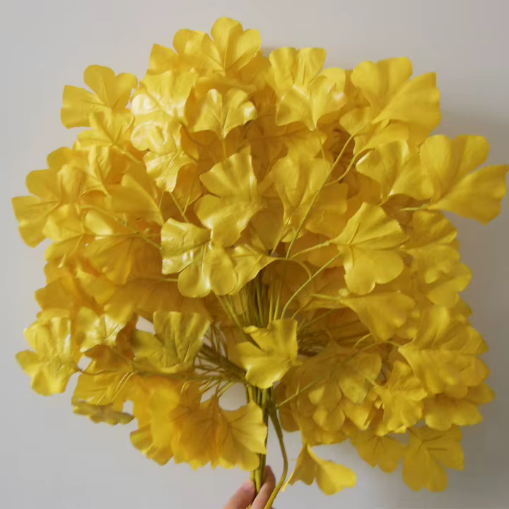 Feuilles de maiden Ginkgo Biloba blanches