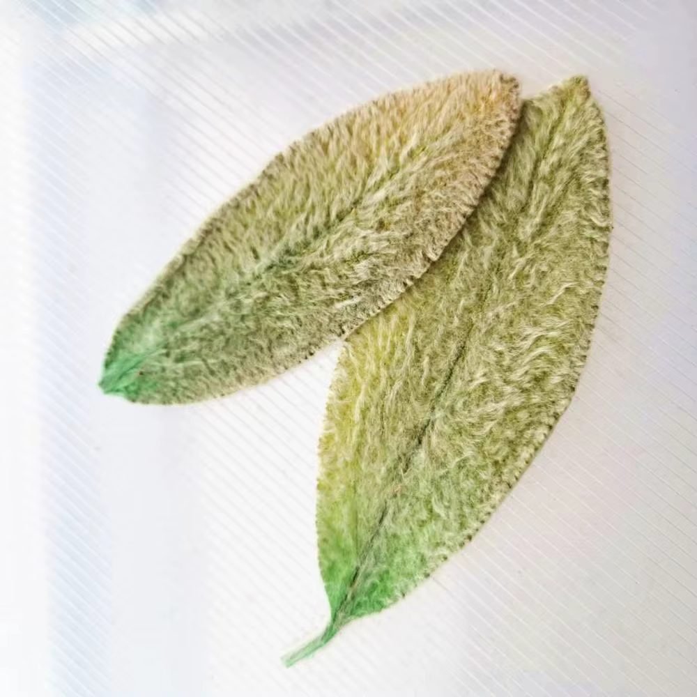 Feuilles de Lanata préservées