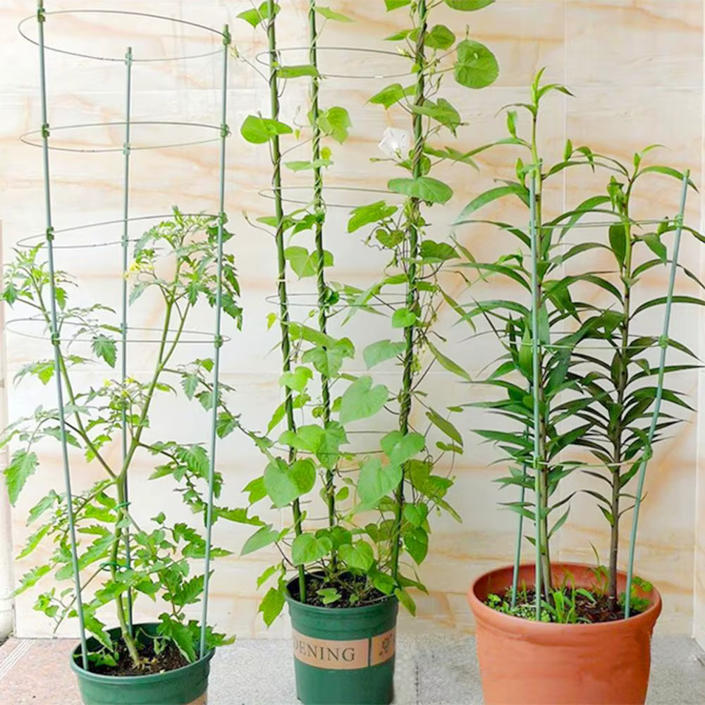 Support de plantes grimpantes