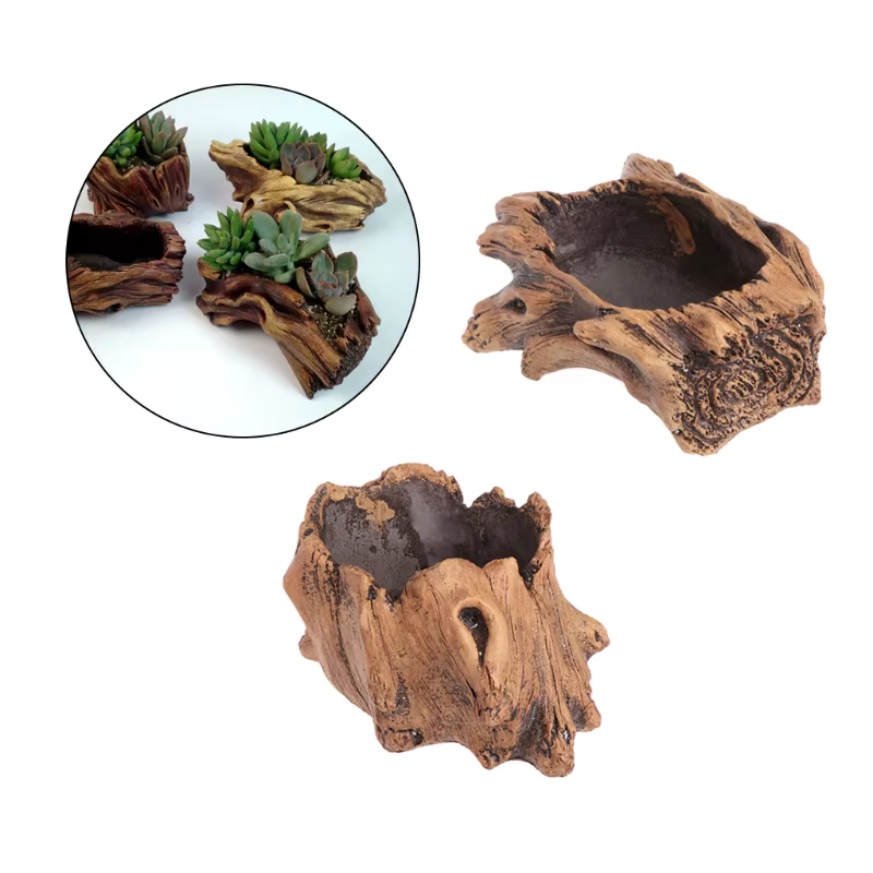 Pot de plantes succulentes