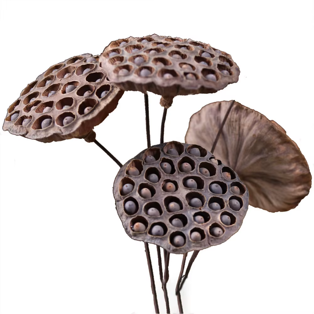 Fleurs de Lotus naturelles artificielles