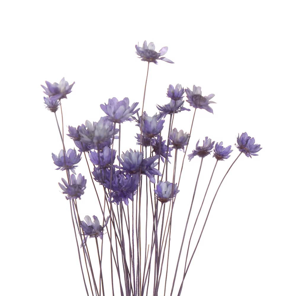 Bouquet de Fleurs vaccées Décoratives