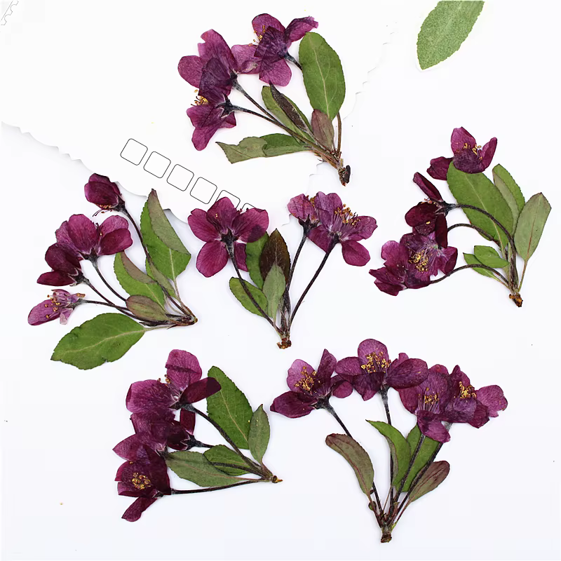 12 pièces, fleurs de bégonia pressées naturelles avec tige